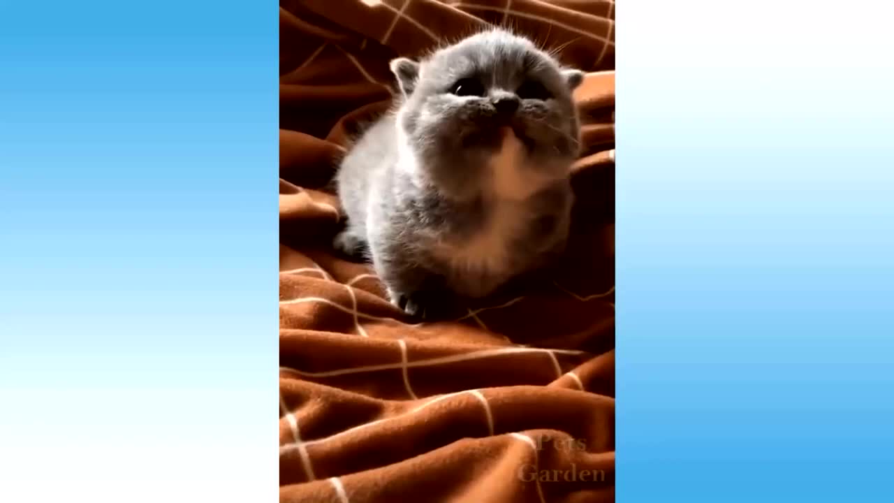 Cute Pets And Funny Animals Compilation #27