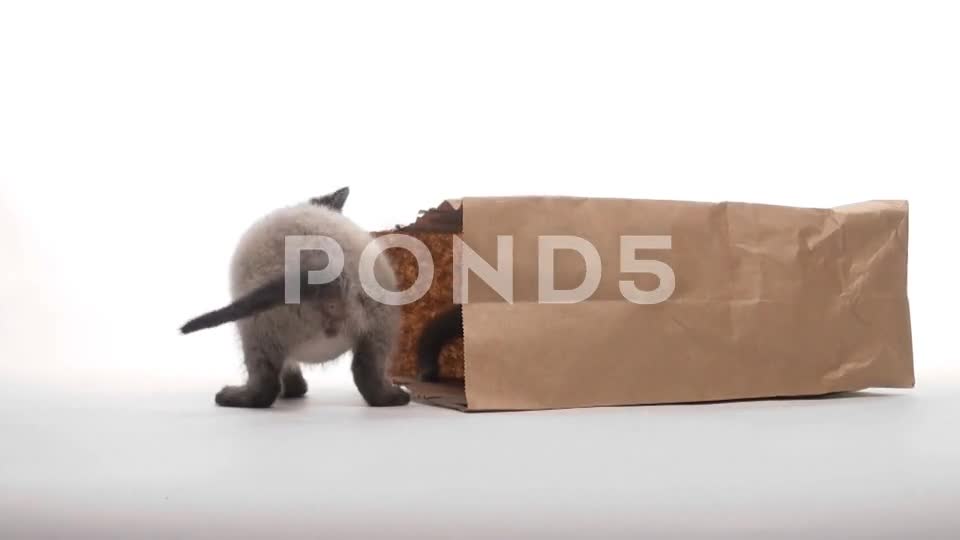 Kitteninpaperbag_StockVideo_Pond5.mp4