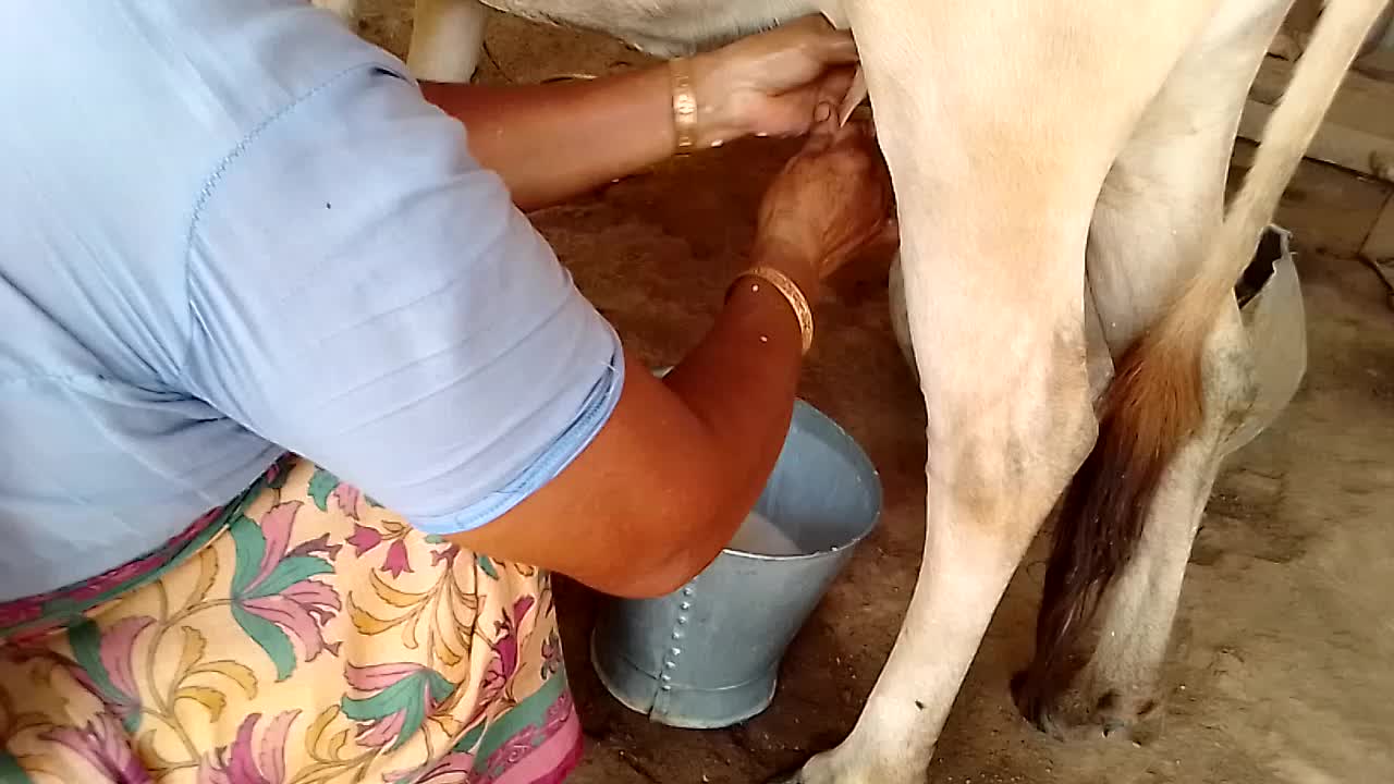 LOCAL COW MILKING At the Village 🐄🐄 It's Called Pure Milk | Delicious