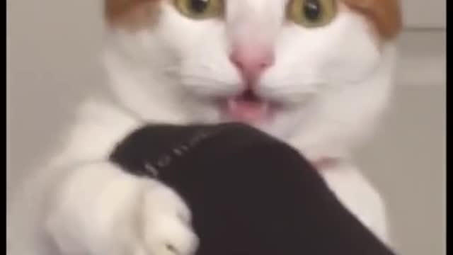 Beautiful cat.