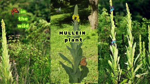 UNCOVERING THE ANCIENT ROOTS OF MULLEIN