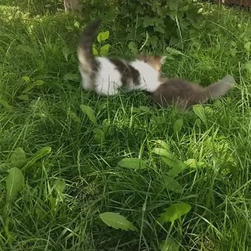 a small playful cat is resting in nature