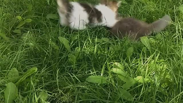 a small playful cat is resting in nature