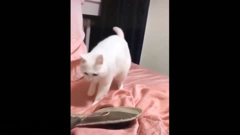 Funny Cat Dance On Beats!!