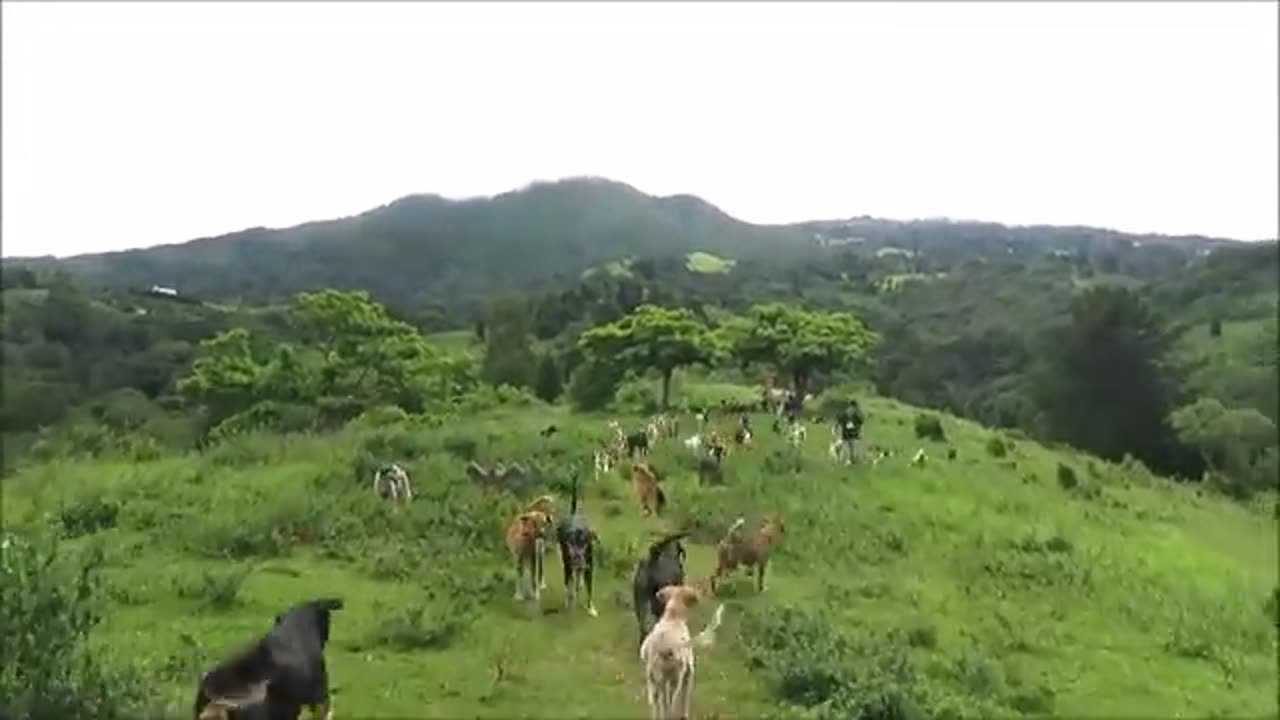 Territorio de Zaguates "Land of The Strays" Dog Rescue Ranch Sanctuary in Costa Rica