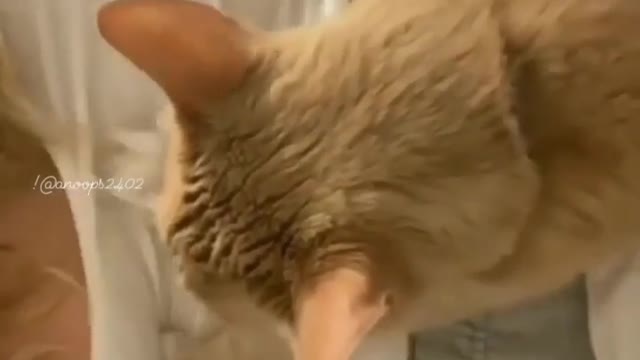 funny cat acupunctures the big soft spot of girl