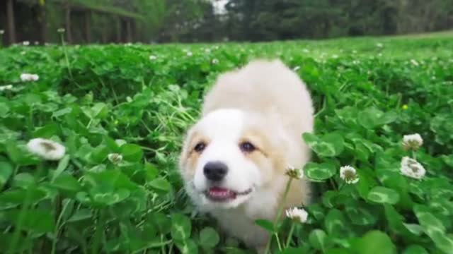 Happy cute puppy corgi dog running after camera in clove field