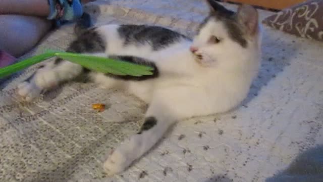 Ringo15
