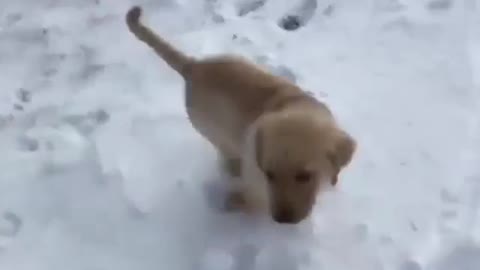 Collab copyright protection - golden dog gets pushed in snow