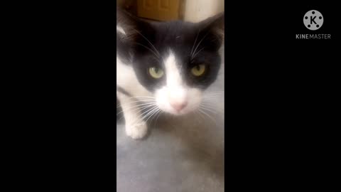 Cute cat singing in my Home!