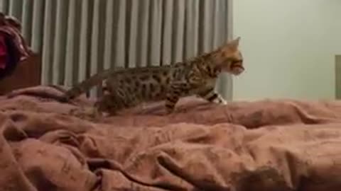 Bengal_kitten_goofball(240p)