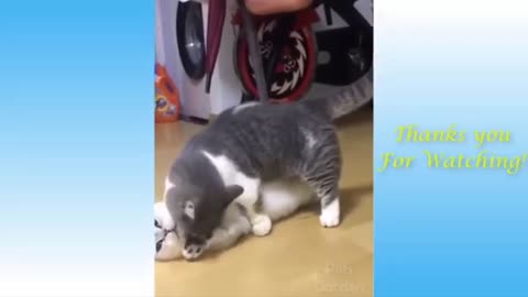 Cute and funny comedy amazing video