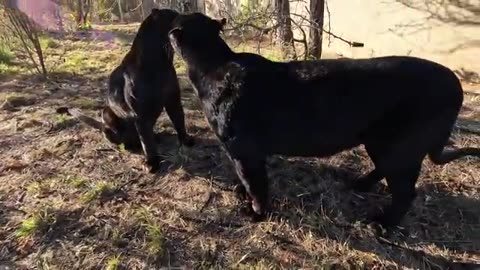 A Friendship with LIONS