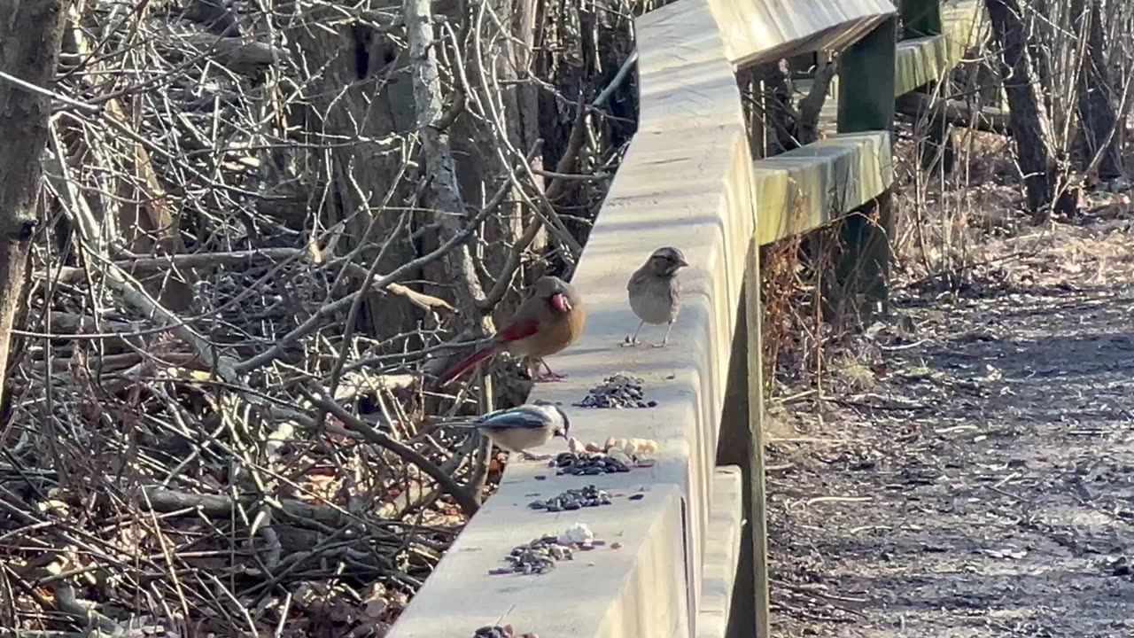 Female Cardinal James Gardens in Toronto