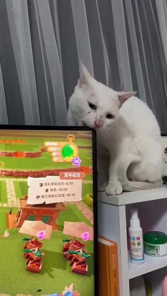 Cat breaks TV screen with bite
