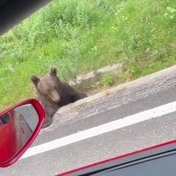 Tristan Tate Feeding Bears