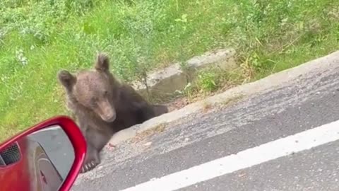 Tristan Tate Feeding Bears