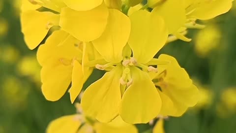 How lovely Mustard flowers