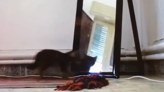 Funny and Cute Cats Videos #35 │ Gadis Sekarwangi