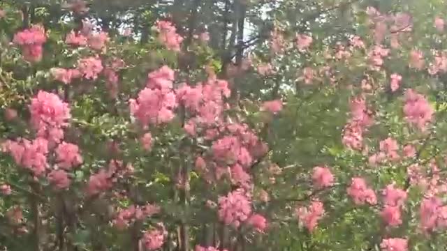 beautiful flowers