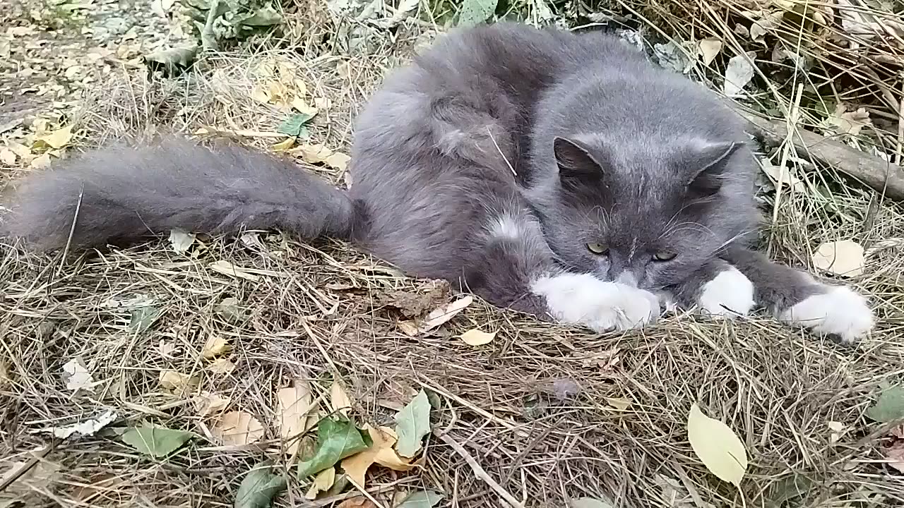 The Kitten Sadly Gazes at the Autumn Landscape😿🍁