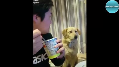 funny videos of people interacting with animals 动物与人互动搞笑视频