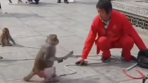 Funny angry monkey