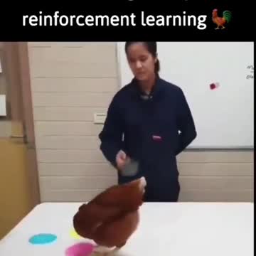 Hen experiment