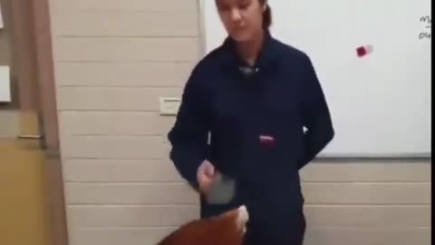 Hen experiment
