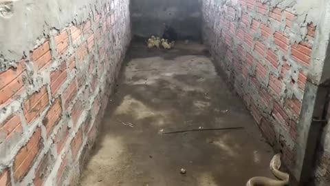 Mother Chicken & Snake Fighting