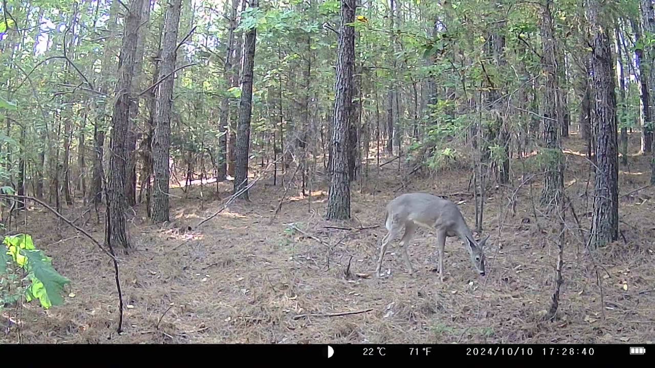 Deer Highway (Trail Cam Footage)