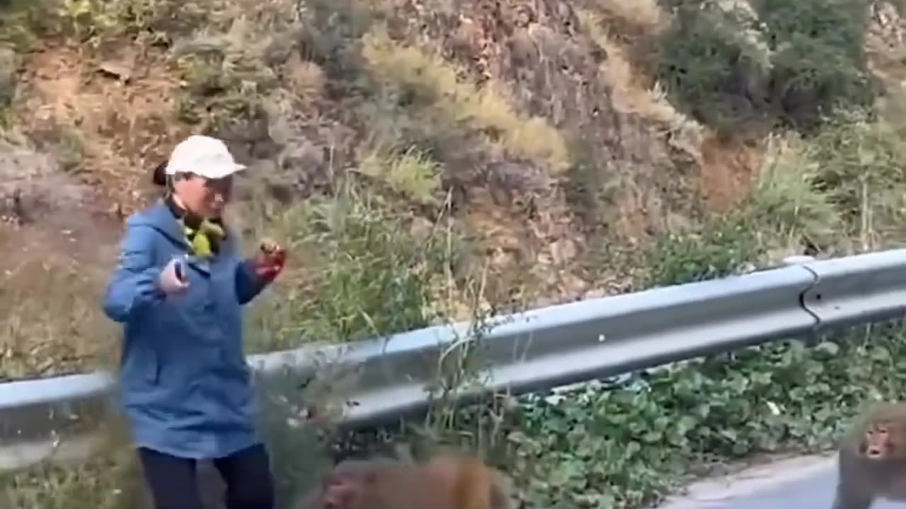 Monkey