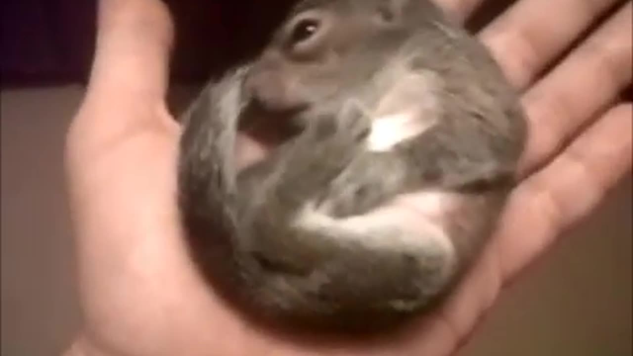 our cute little squirrel (viral)