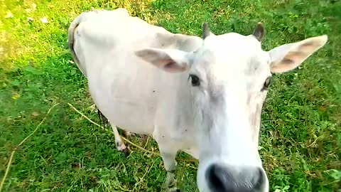 Village COW 🐄 Cow tolerates some food /Pretty look