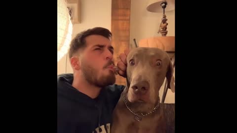 Doggy gets its ears eaten