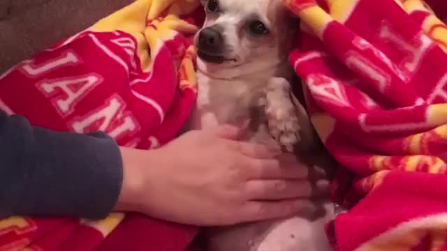 Chihuahua on back tails wags when she's not getting tummy scratched