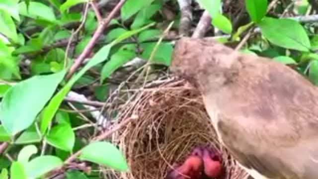 Oiseau avec oiseau