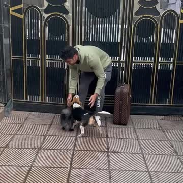 Meeting dogs after a vacation