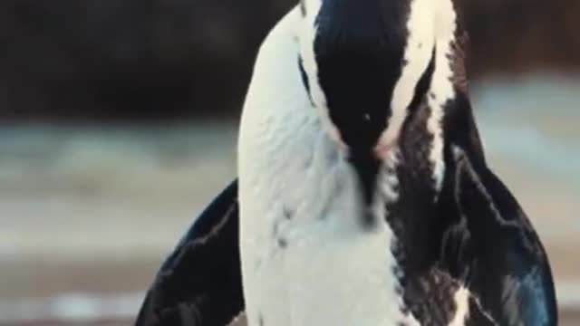 Penguin enjoy in sea beach