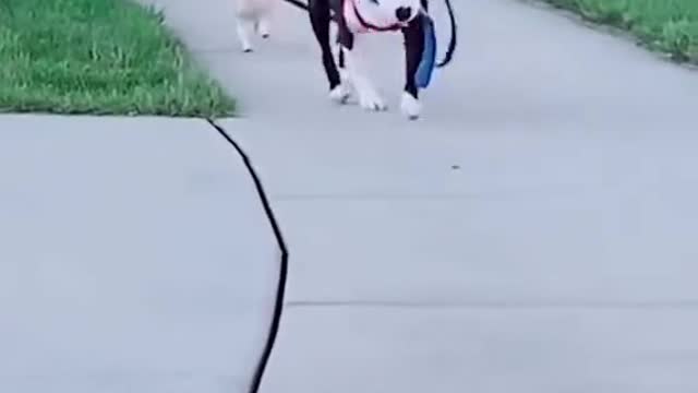 A couple have Good boys