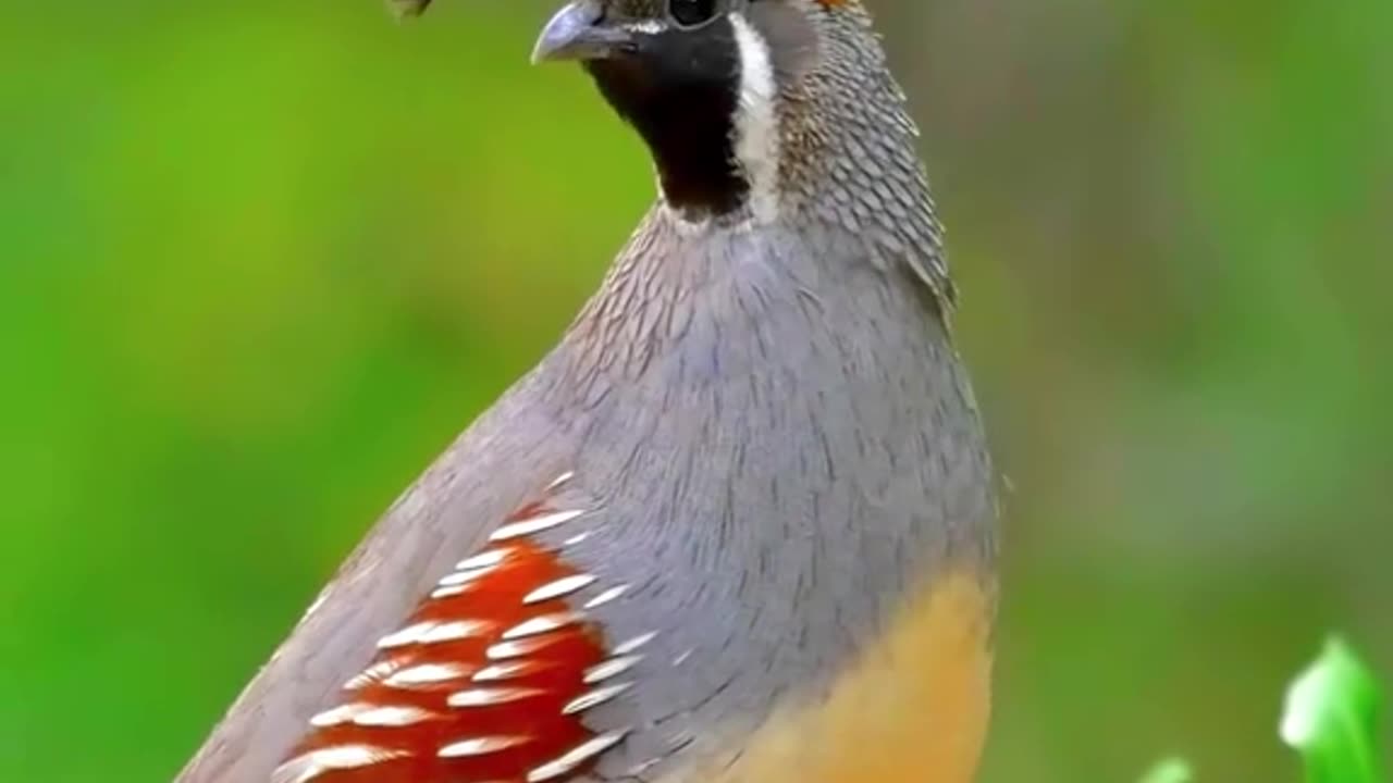 What is the bird ???