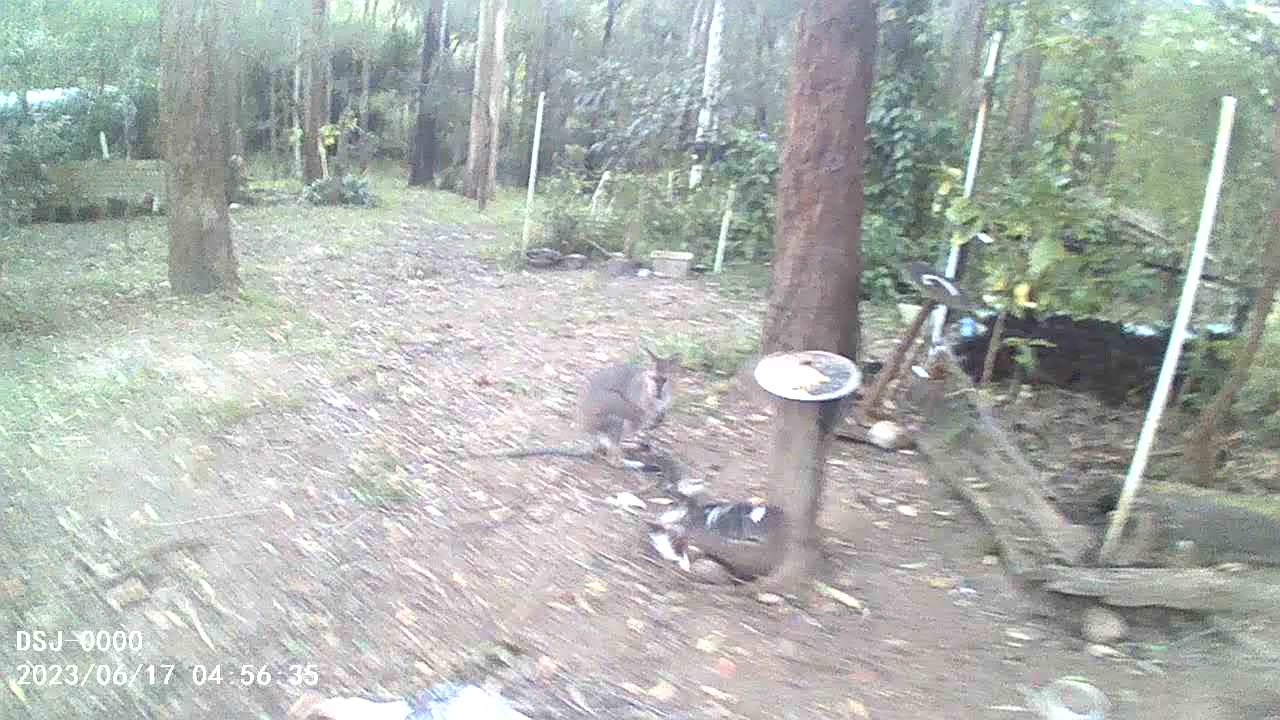 Kookaburra Swoops for Bread