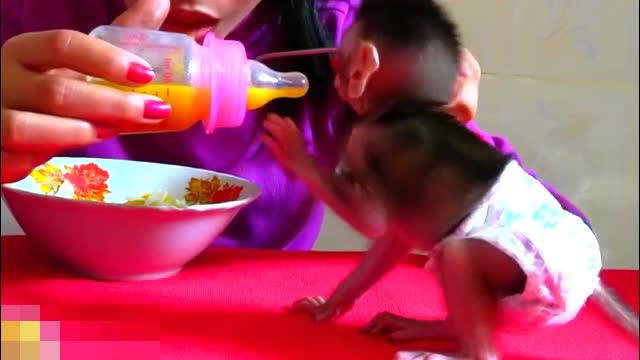 Good Mom Cooking Pumpkin Dessert For Baby Monkey Eating First.Time - Adorable Monkeys #010