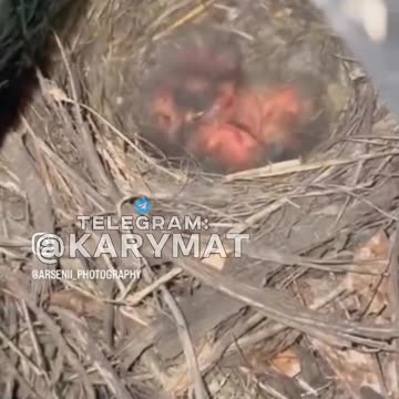 Bird Makes Nest in Ukrainian 152mm Gun