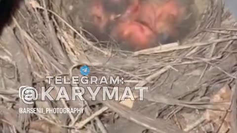 Bird Makes Nest in Ukrainian 152mm Gun