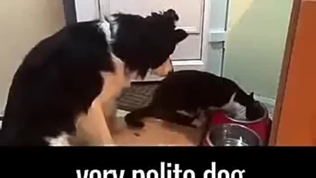 Cat steals food from A very polite Dog