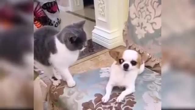 Cute puppy with cat