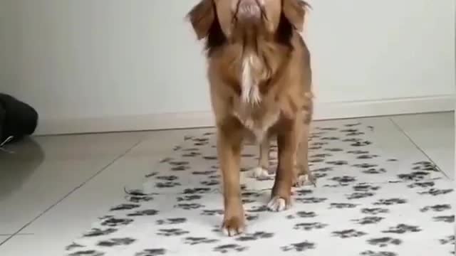 This Dog is Great Master Balance