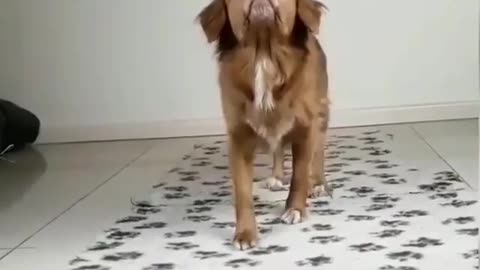 This Dog is Great Master Balance