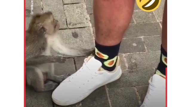 Confused Animals And Funny Animals compilation 7 Cute Animals